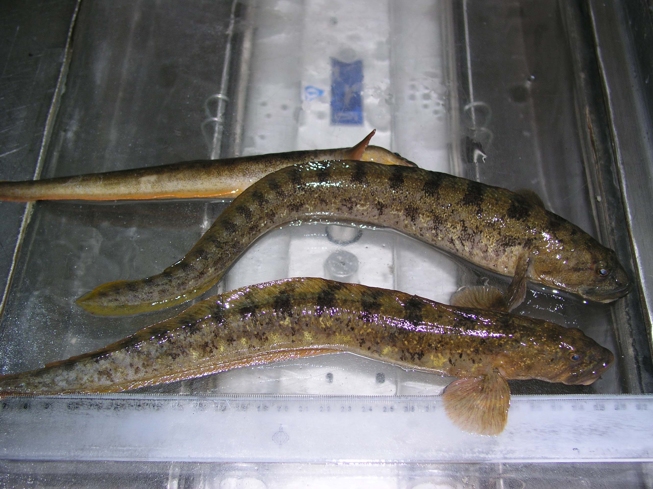 Węgorzyca