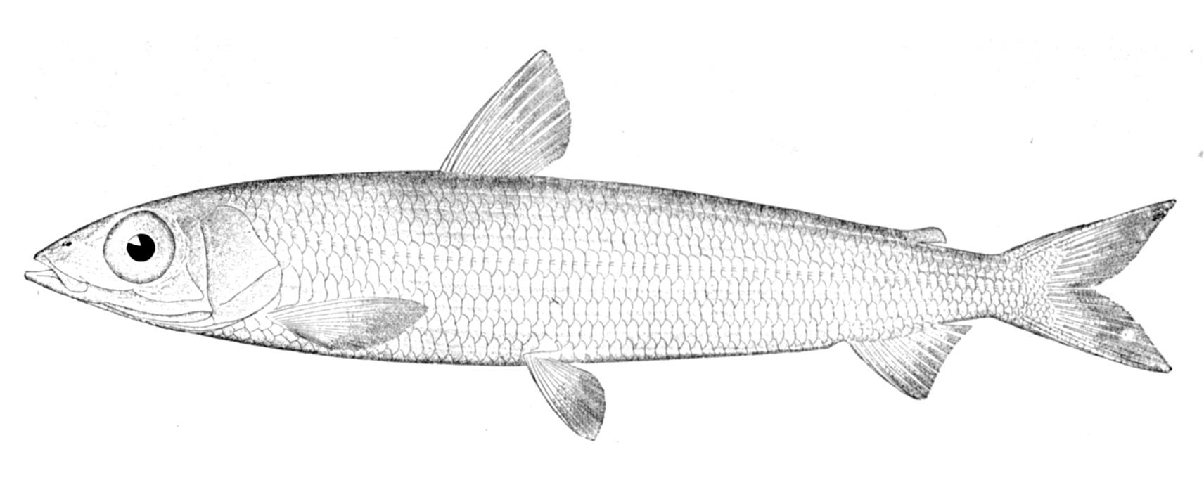 Srebrzyk