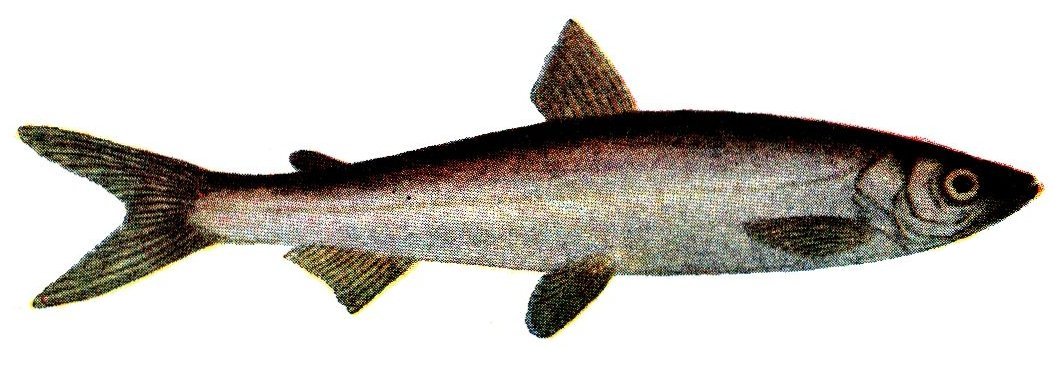 Sielawa