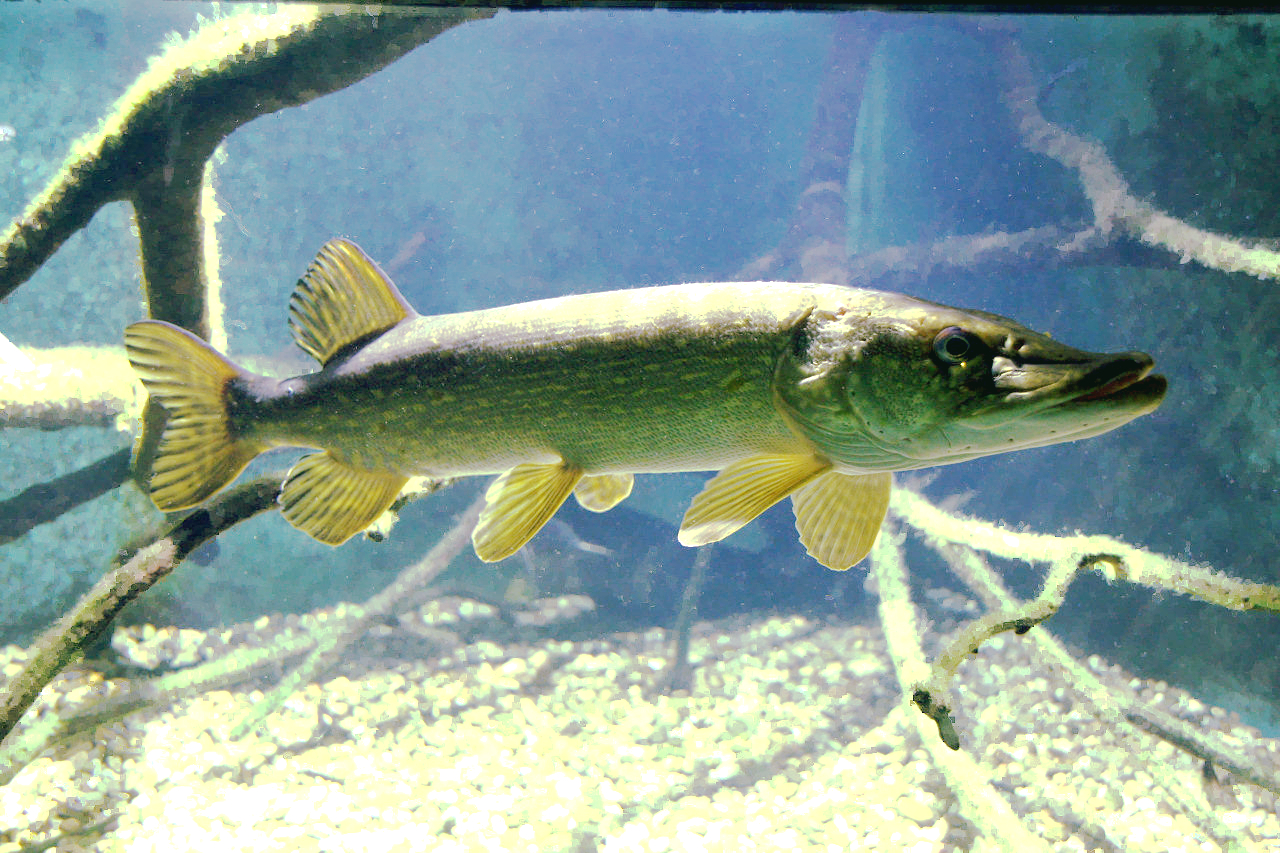 Szczupak