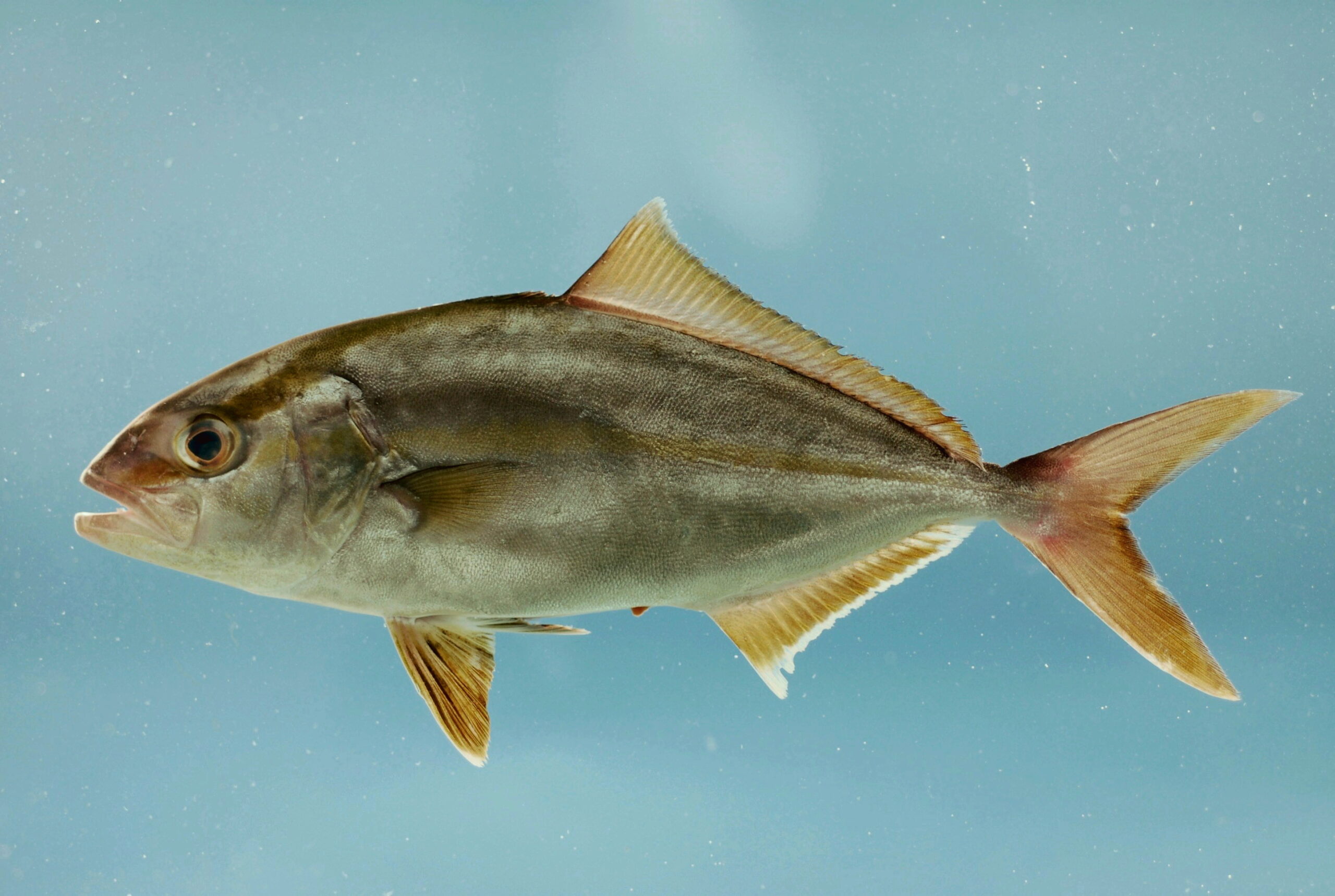 Seriola olbrzymia