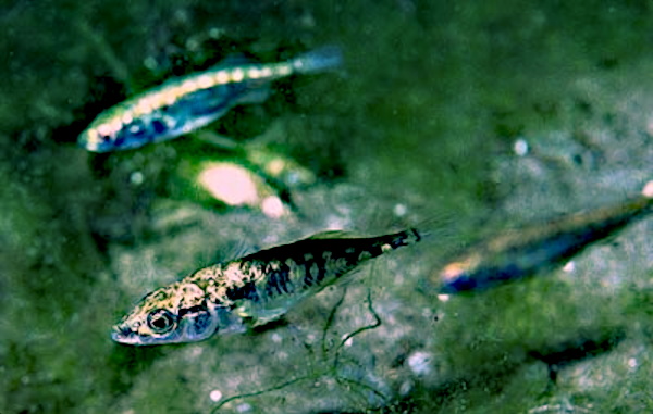 Ciernik