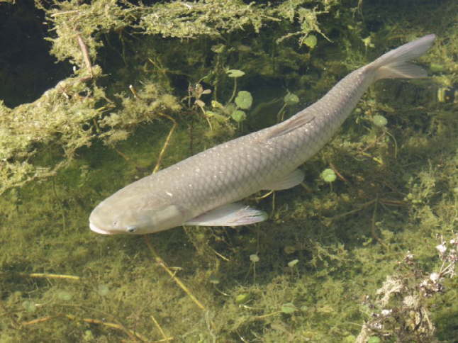 Amur biały