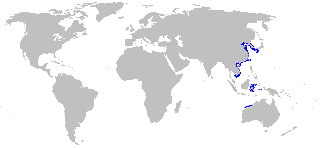 Rekin rogaty zebra
