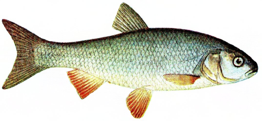 Jaź