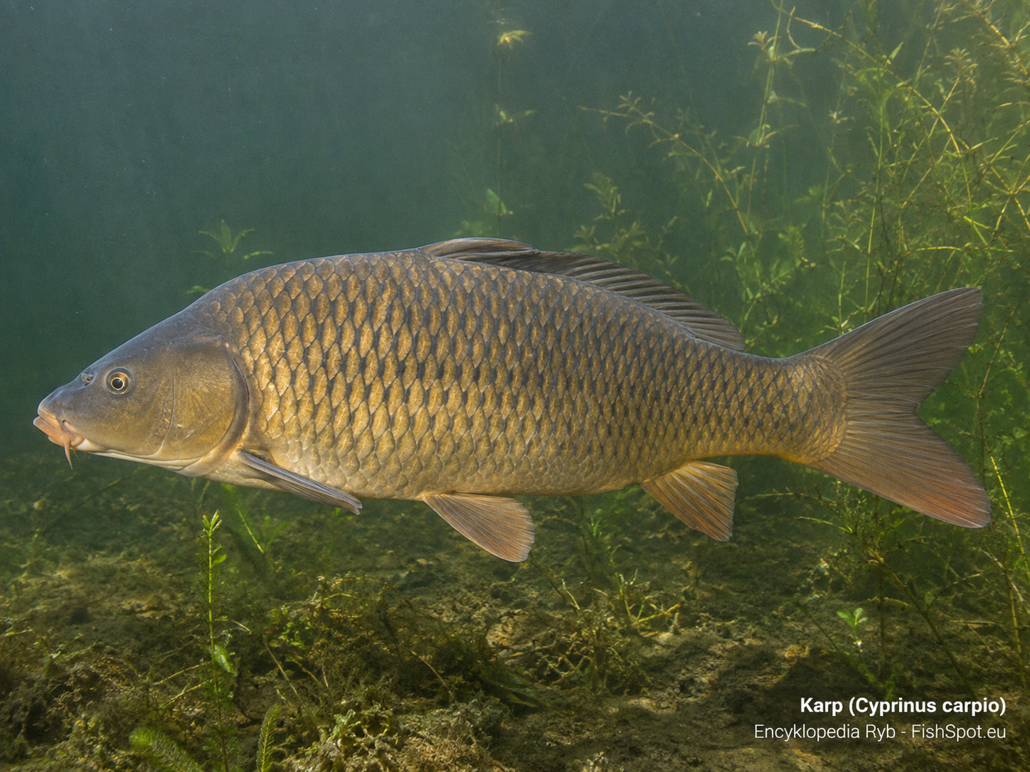 Karp