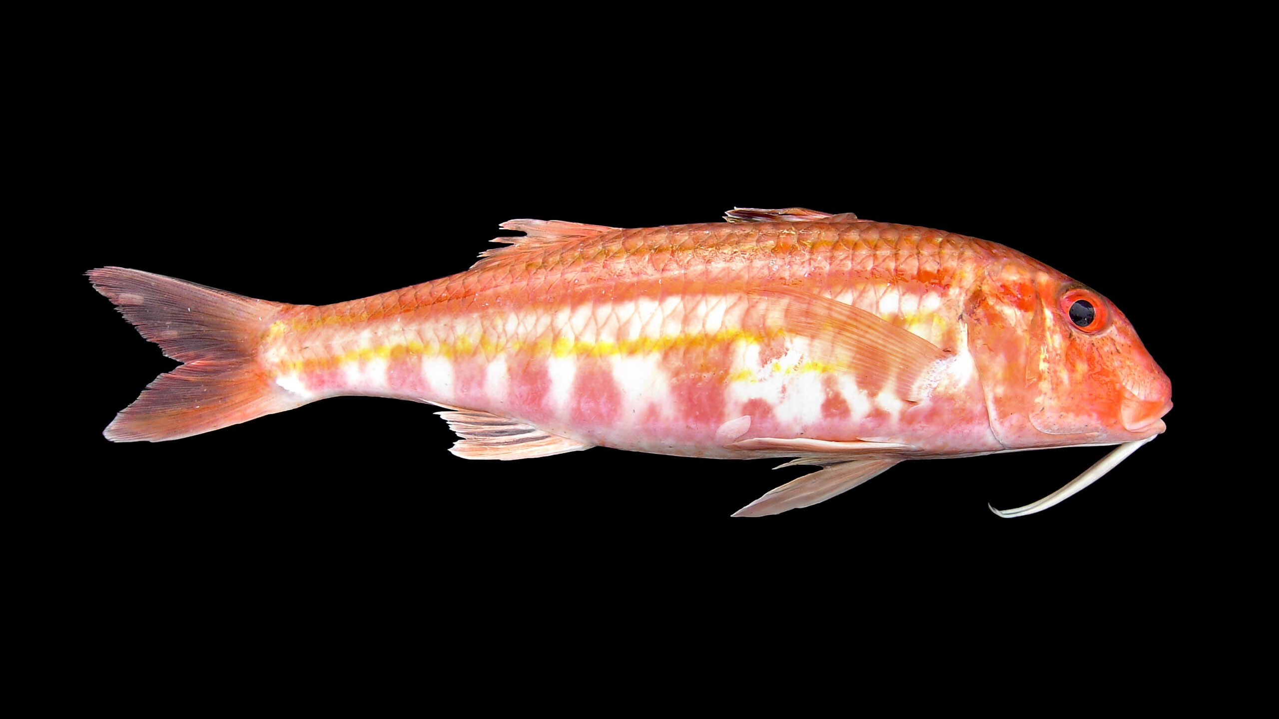 Barwena