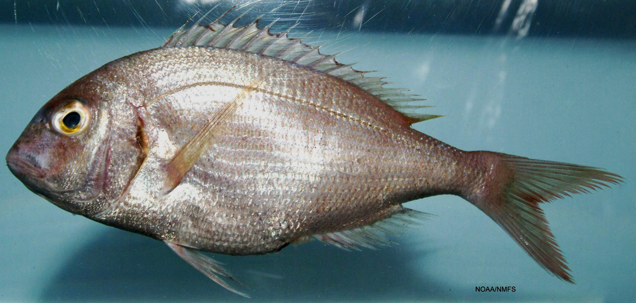 Pagrus różowy