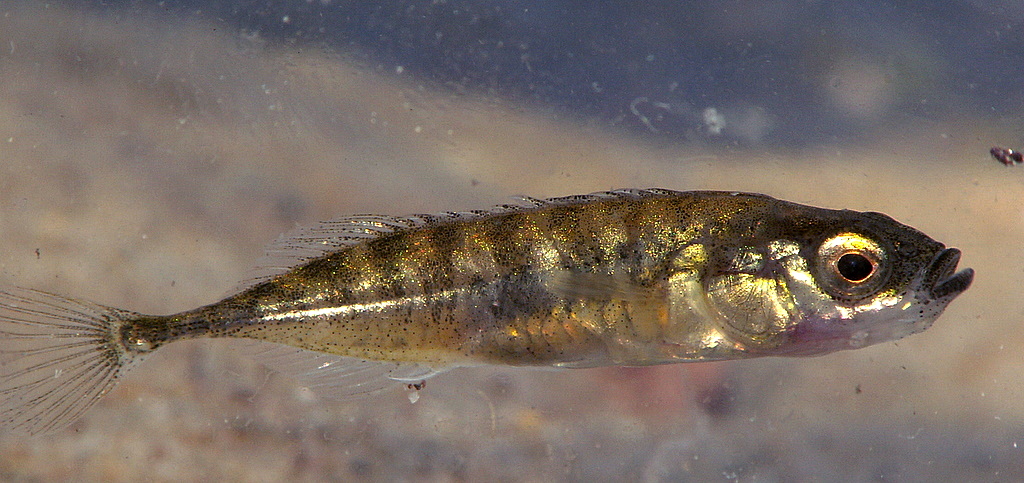 Cierniczek