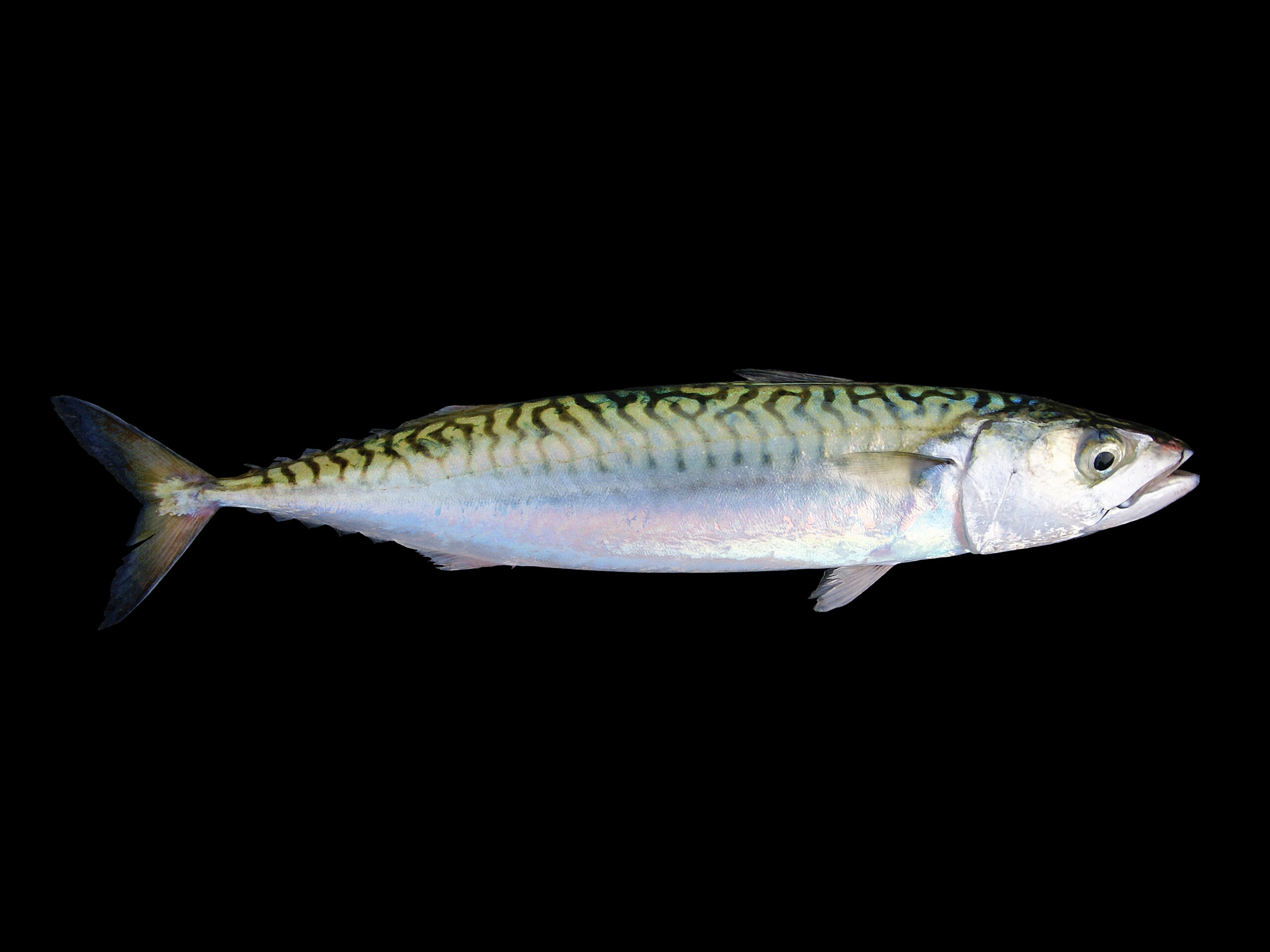 Makrela atlantycka
