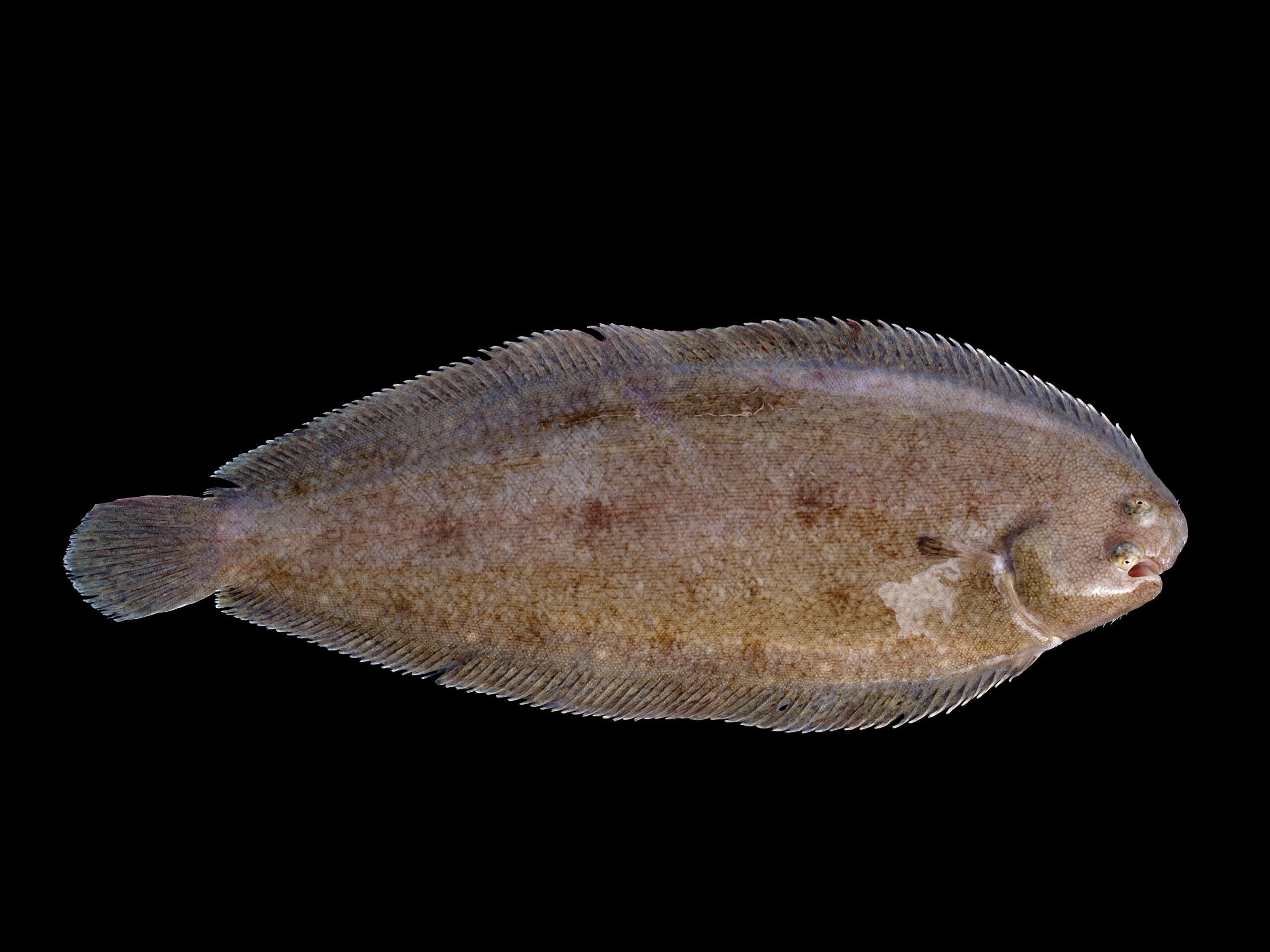 Sola zwyczajna