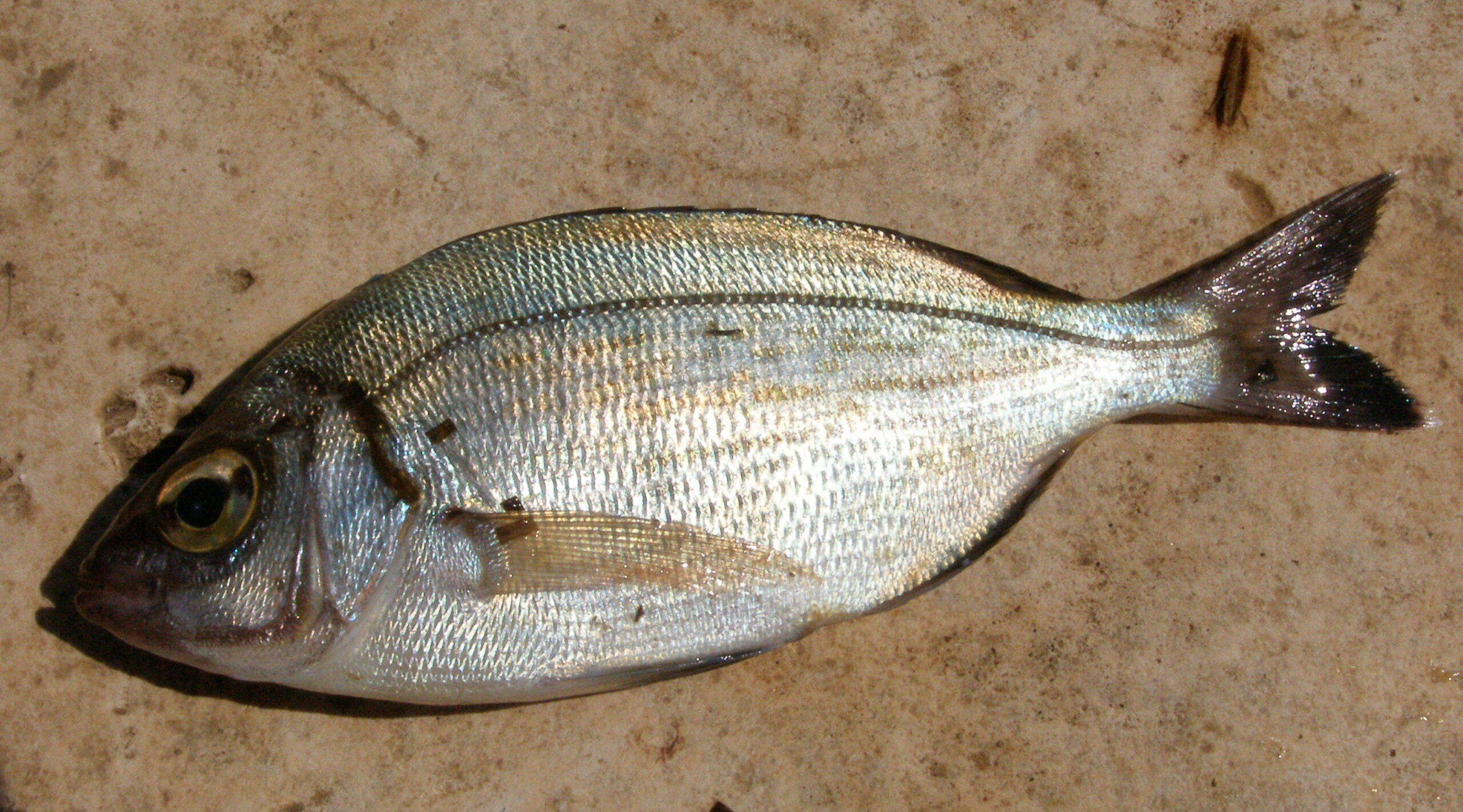 Kantar
