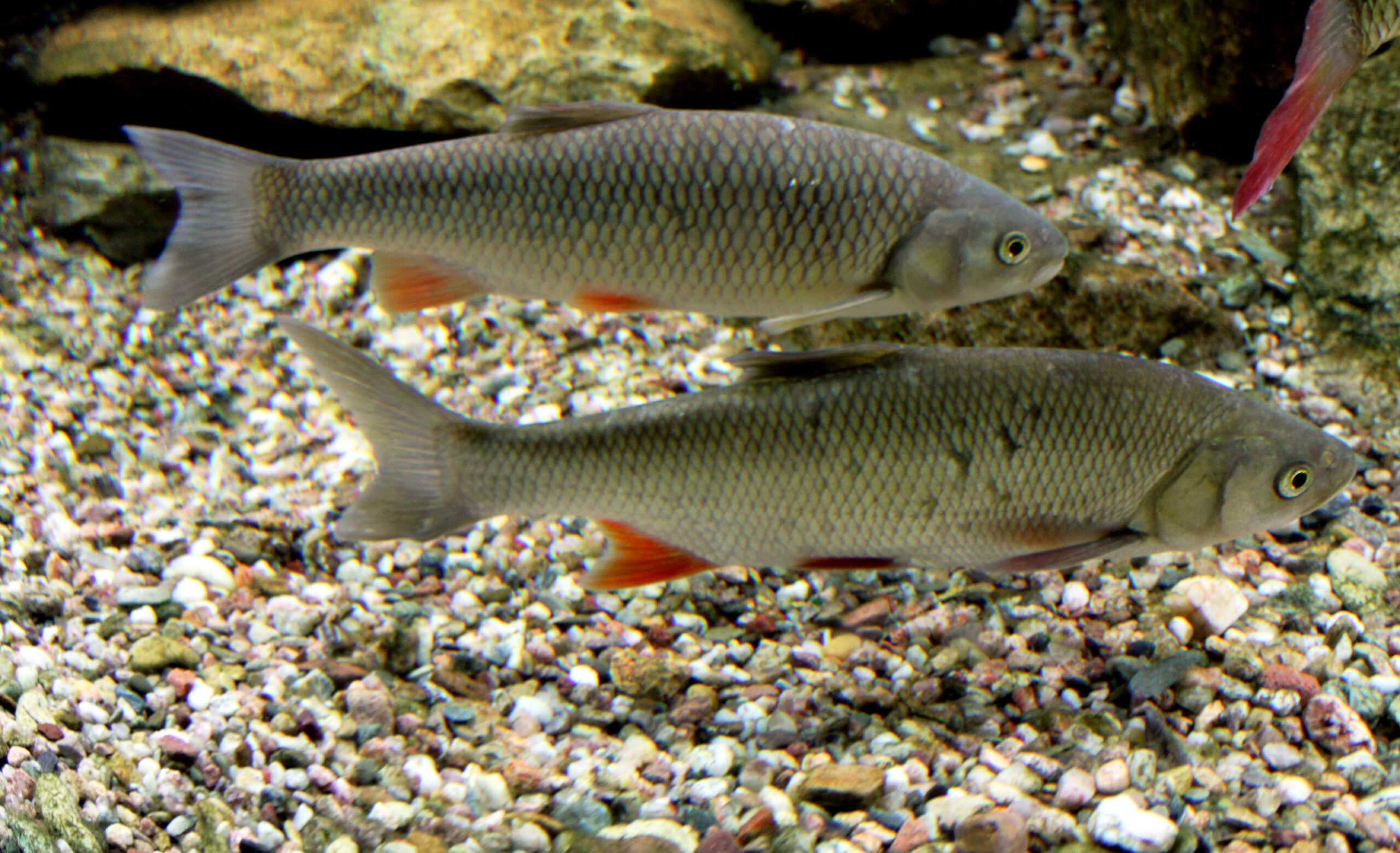 Kleń