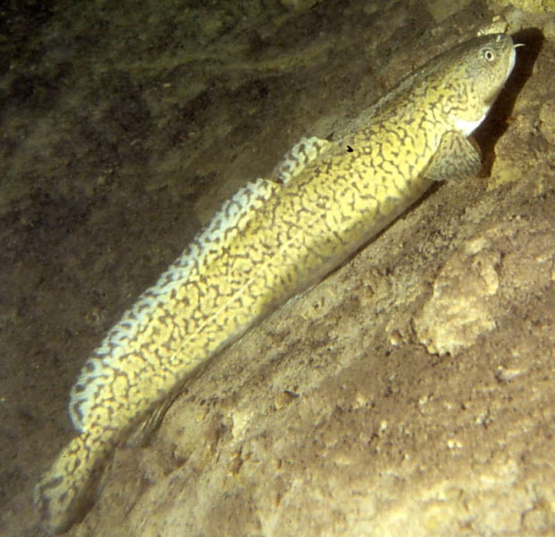 Miętus