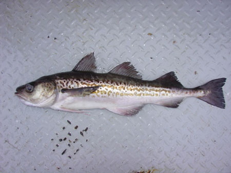 Mintaj