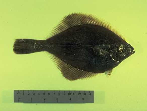 Limanda żółtopłetwa