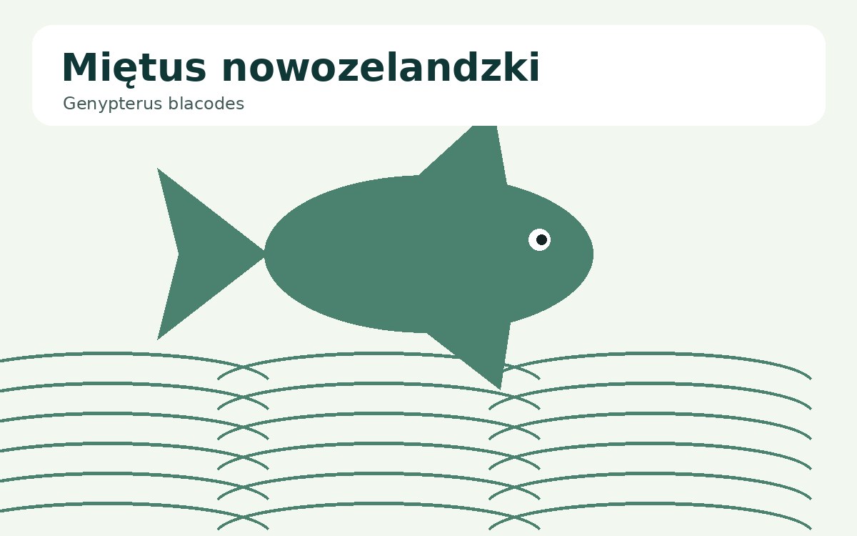 Miętus nowozelandzki